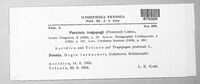 Puccinia tragopogi image